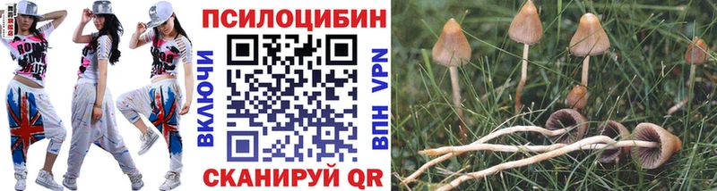 Галлюциногенные грибы Psilocybe  Бронницы 